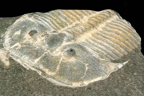 Nahaufnahme eines versteinerten Trilobiten
