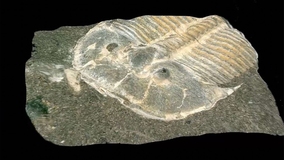 Nahaufnahme eines versteinerten Trilobiten