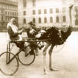 Josephine Baker mit Straußen-Gespann