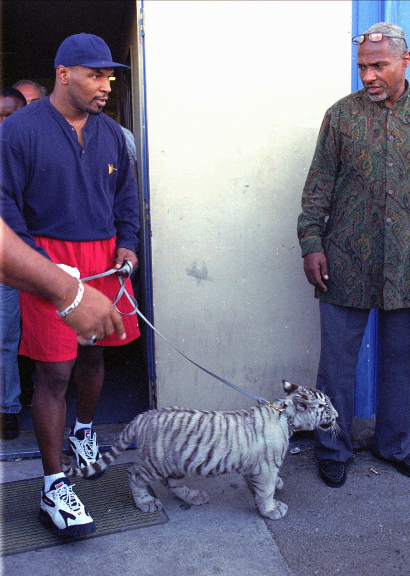 Tyson mit Bengalentiger