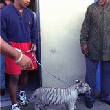 Tyson mit Bengalentiger