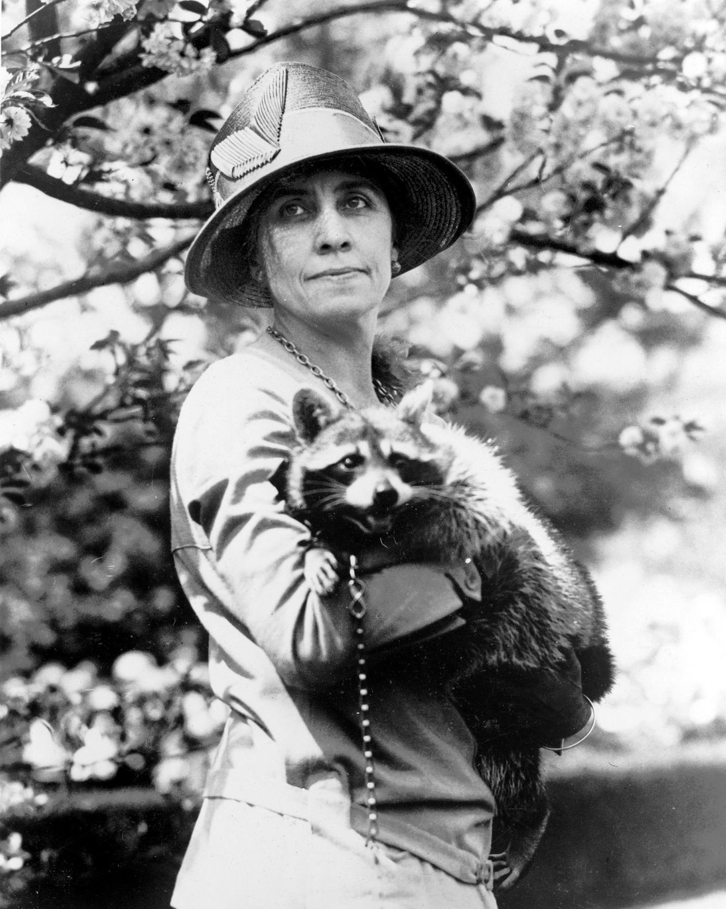 Coolidge mit Waschbär Coolidge mit Waschbär