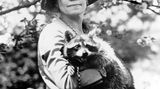 Coolidge mit Waschbär