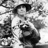 Coolidge mit Waschbär