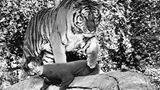 Tippi Hedren mit Tiger