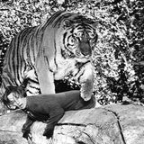 Tippi Hedren mit Tiger