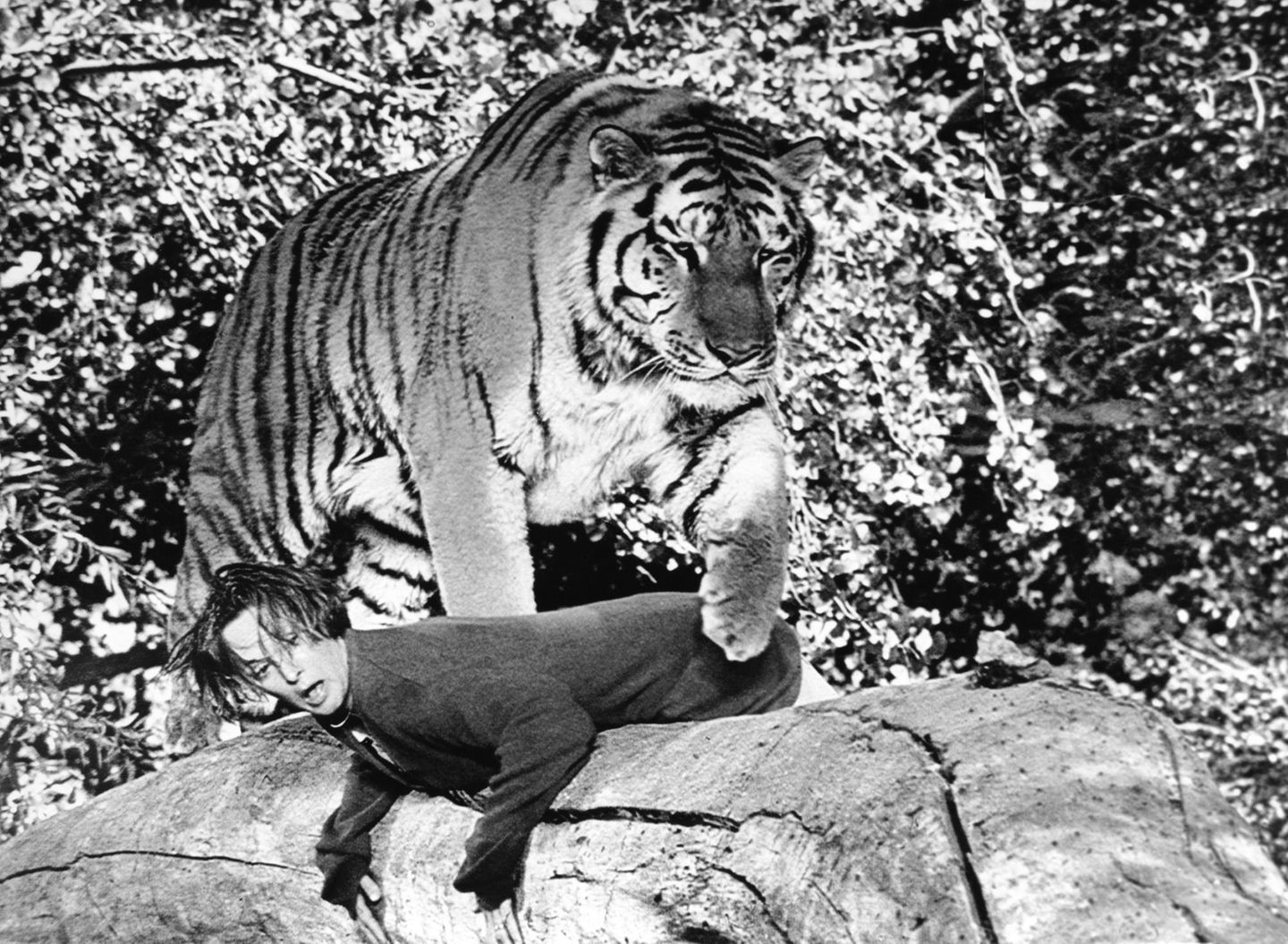 Tippi Hedren mit Tiger Tippi Hedren mit Tiger