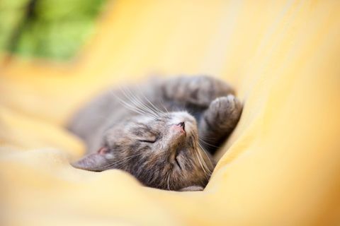 Eine Katze schläft auf einer gelben Decke