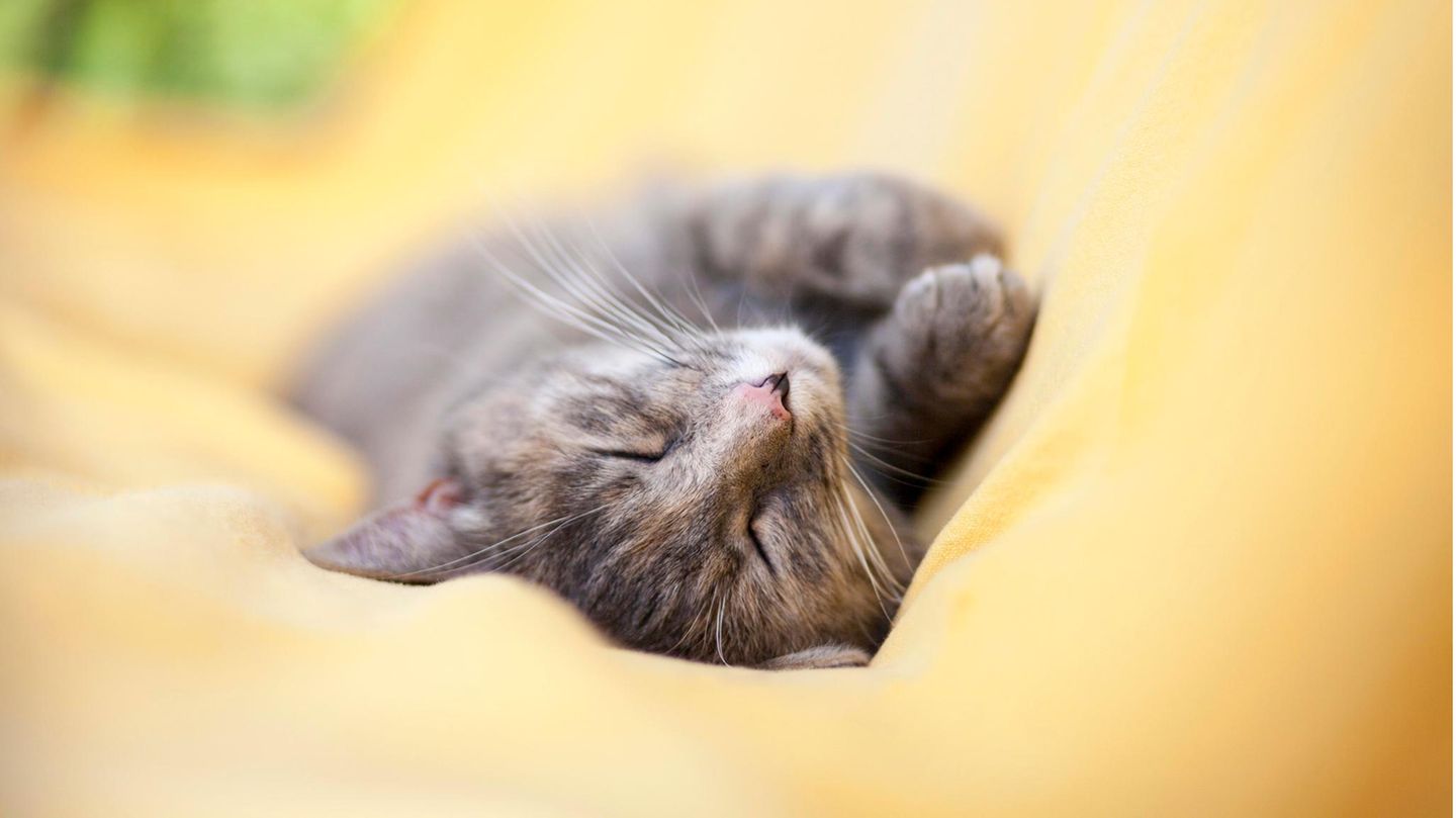 Eine Katze schläft auf einer gelben Decke