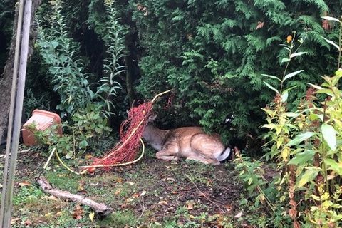 Ein Hirsch sitzt auf dem Boden und hat ein rotes Netz um den Kopf gewickelt