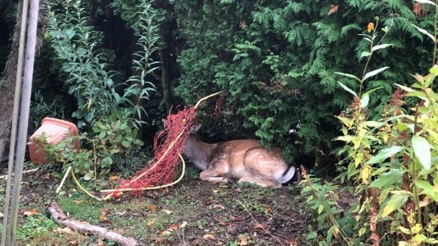 Ein Hirsch sitzt auf dem Boden und hat ein rotes Netz um den Kopf gewickelt