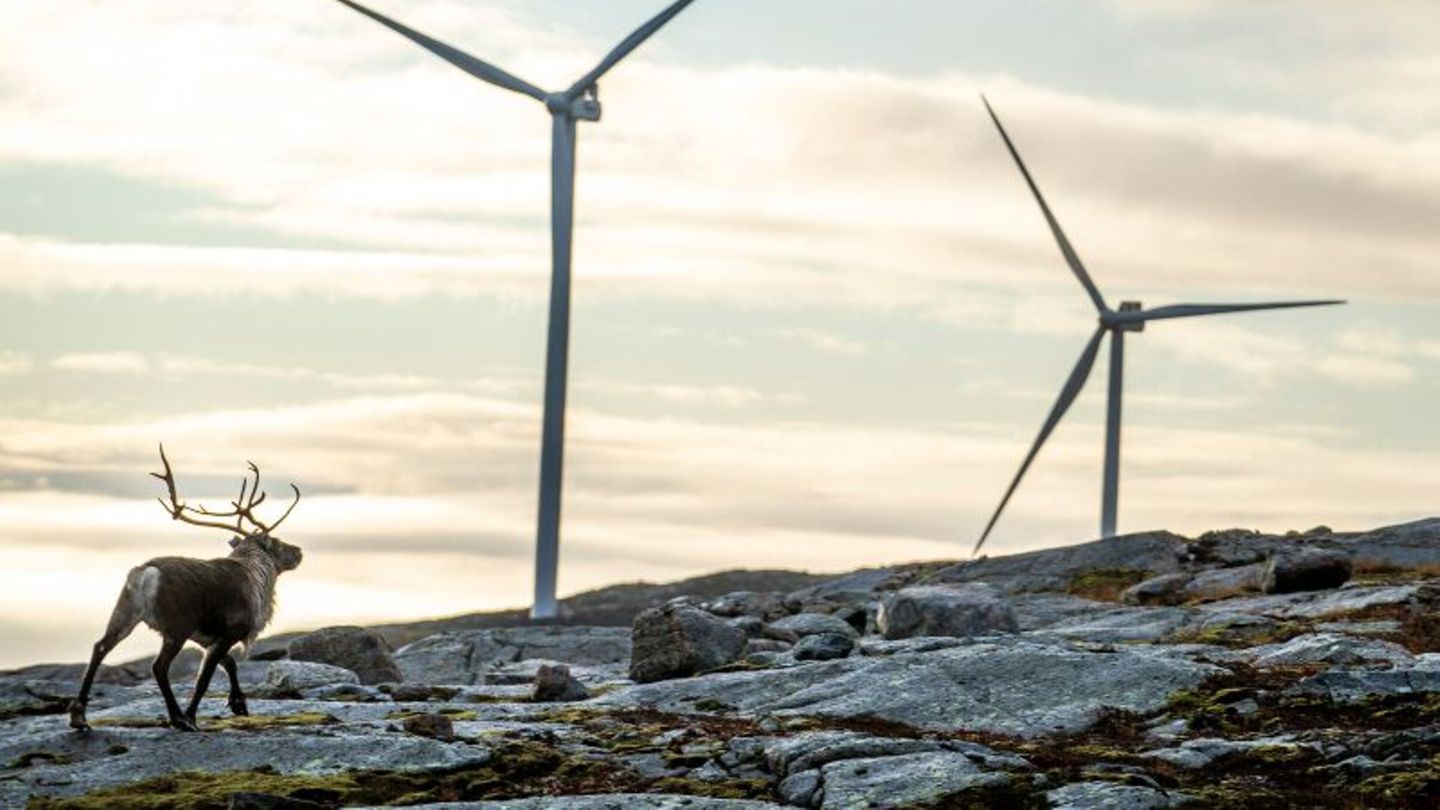 Ein Rentier streift an Windrädern in Norwegen vorbei