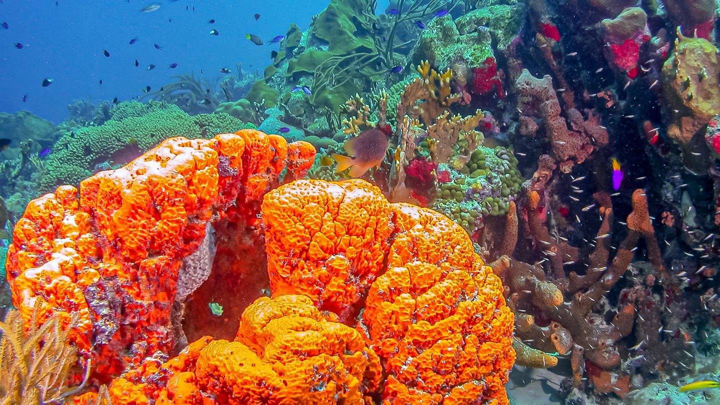 Traumziel Karibik: Der kunterbunte Korallengarten vor Bonaire