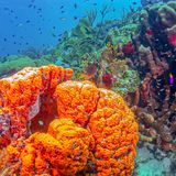 Traumziel Karibik: Der kunterbunte Korallengarten vor Bonaire