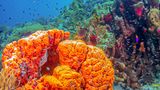 Traumziel Karibik: Der kunterbunte Korallengarten vor Bonaire