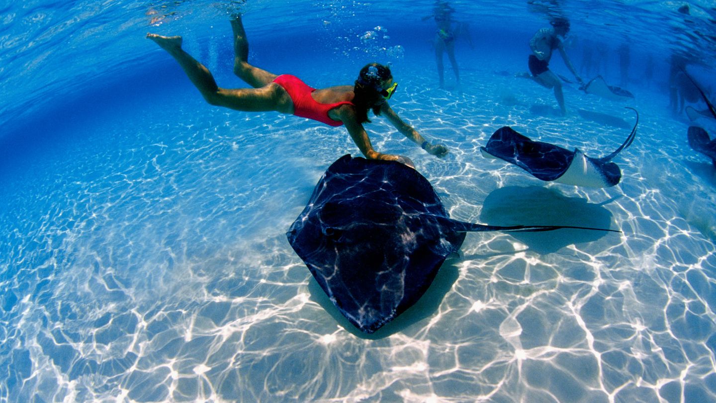 Traumziel Karibik: Mädchen schnorchelt auf den Cayman Islands mit Stachelrochen