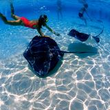 Traumziel Karibik: Mädchen schnorchelt auf den Cayman Islands mit Stachelrochen