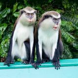 Traumziel Karibik: Zwei Monameerkatzen im Grand Etang Nationalpark auf Grenada