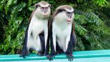 Traumziel Karibik: Zwei Monameerkatzen im Grand Etang Nationalpark auf Grenada