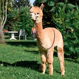 Zwischendurch konnten sich die Tiere auch im Garten aufhalten.