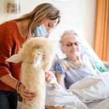 Tiere sieht man im Seniorenheim-Alltag selten. Ein echtes Lama im Zimmer erlebt wohl kaum ein:e Bewohner:in.