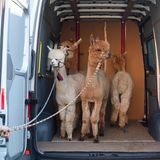 Richtig gemütlich sieht es nicht aus, wie die Tiere zum Einsatz gefahren wurden. Sie sind allerdings daran gewöhnt und speziell ausgewählt, erklärt die Züchterin.