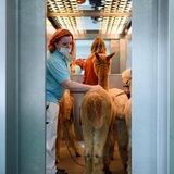 Lamas und Alpakas im Aufzug – ein ungewohnter Anblick und zuerst klappte der Transport auch nicht richtig. Dann ging es aber ab in den vierten Stock.