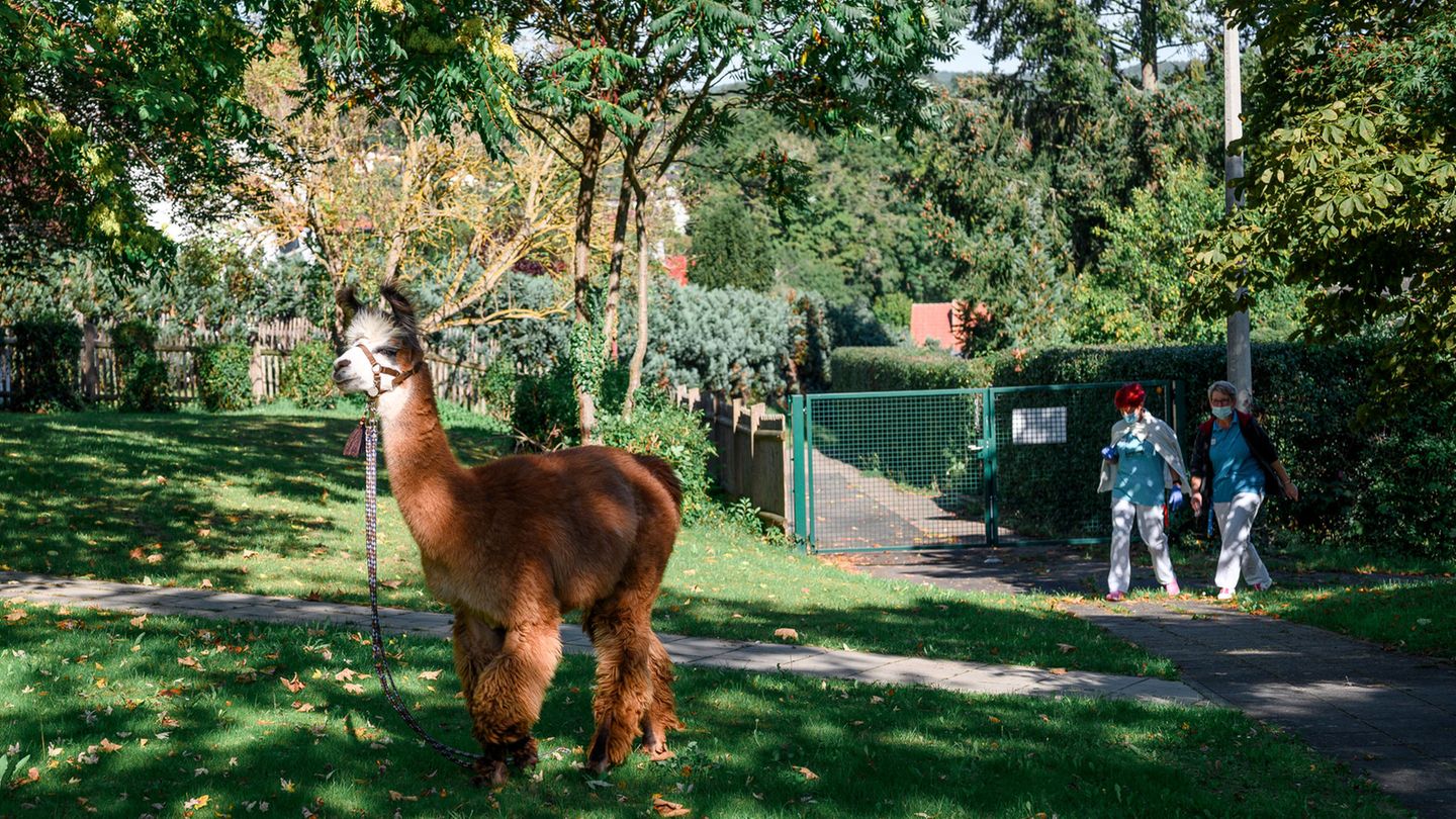 Eines der Tiere beim Auslauf im Garten.