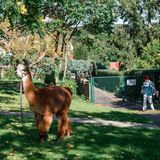 Eines der Tiere beim Auslauf im Garten.