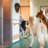 Unklar, ob sich die Tiere hier schwertun, in den vierten Stock zu fahren oder das Seniorenheim wieder zu verlassen. 