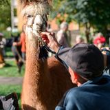 Ein weiterer Heimbewohner füttert eines der Lastentiere.