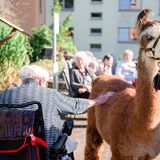 Praktisch: Die Tiere haben genau die richtige Höhe, um vom Rollstuhl aus gestreichelt zu werden.