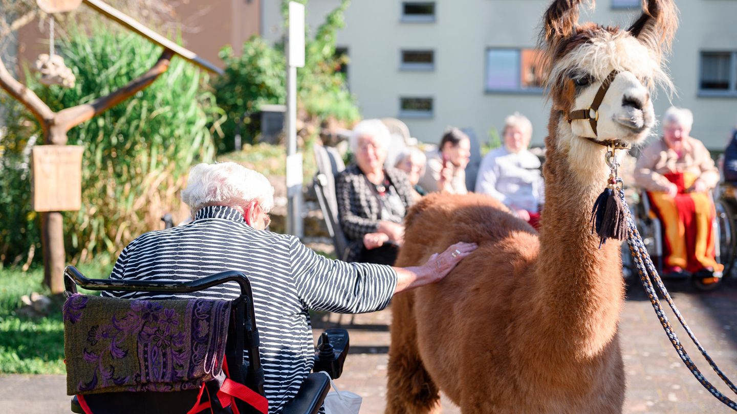 Praktisch: Die Tiere haben genau die richtige Höhe, um vom Rollstuhl aus gestreichelt zu werden.