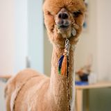 Auch dieses Tier sieht durchaus zufrieden aus.