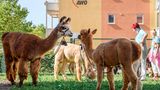 Lamas, Alpakas und Pflegekräfte unter dem Awo-Logo. Wenn es nach dem Leiter geht, soll es dieses Bild bald häufiger geben.