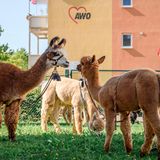 Lamas, Alpakas und Pflegekräfte unter dem Awo-Logo. Wenn es nach dem Leiter geht, soll es dieses Bild bald häufiger geben.