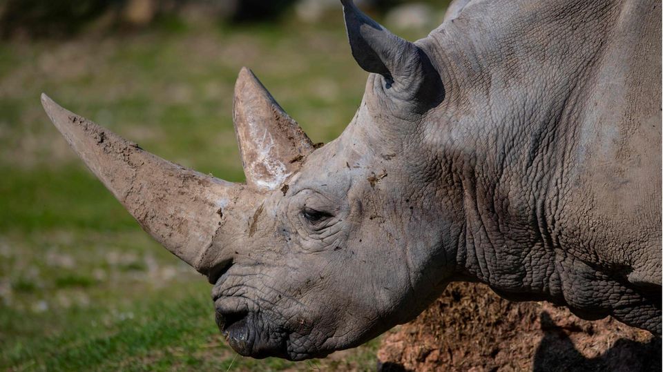 Breitmaulnashorn Nonno Toby