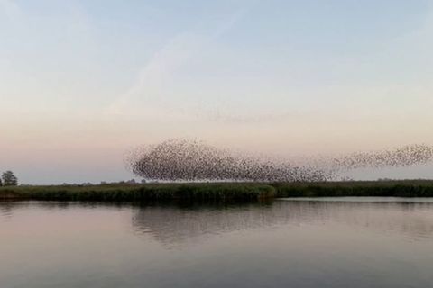 Video: Der Schwarm jedes Abendhimmels