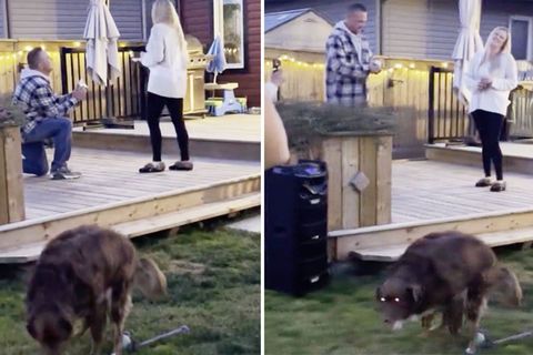 Witziger Viral-Hit: Heiratsantrag: Mann geht auf die Knie – doch sein Hund stiehlt ihm die Show