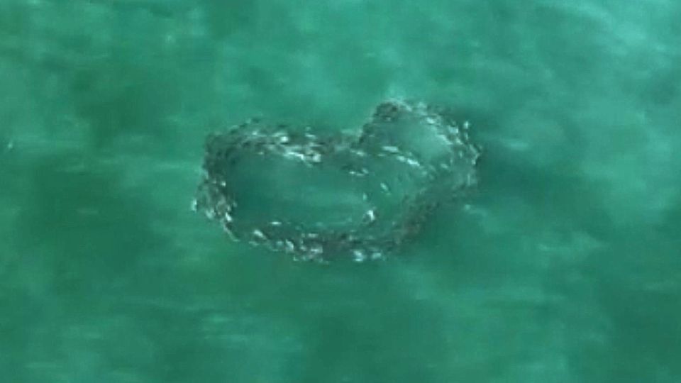 Trotz Klimawandel – Dieser Makrelenschwarm versprüht Liebe Ein Fischschwarm in türkisem Meer formt ein Herz.