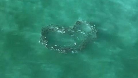 Ein Fischschwarm in türkisem Meer formt ein Herz.