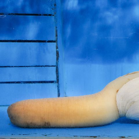 Geoducks werden als Delikatesse gehandelt