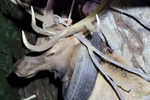 Rettung durch Wildhüter: Hirsch läuft zwei Jahre mit Autoreifen durch die Wildnis – hier wird das Tier befreit