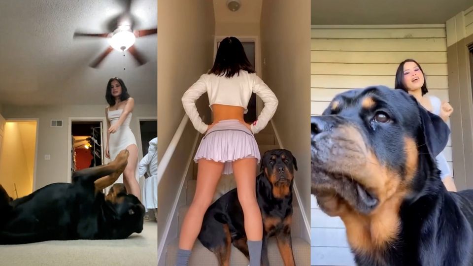 Influencerin will Tanz-Videos aufnehmen - Hund stiehlt ihr die Show