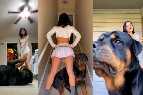 Influencerin will Tanz-Videos aufnehmen - Hund stiehlt ihr die Show