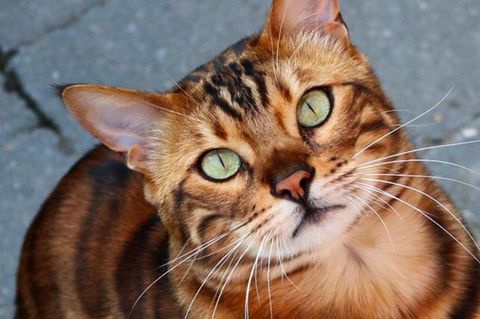 Der schönste Kater der Welt? Dieser Instagram-Katze verzaubert seine Follower