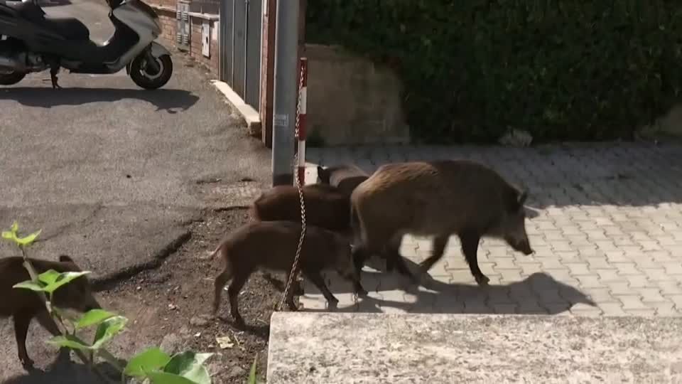 Video: Wildschweinplage in Rom Video: Wildschweinplage in Rom