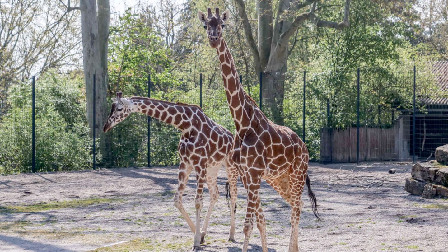 Die aus dem Kölner Zoo gekommenen Netzgiraffen-Kühe Sala (l) und Nyiri (r) gehen durch die Außenanlage der Wilhelma