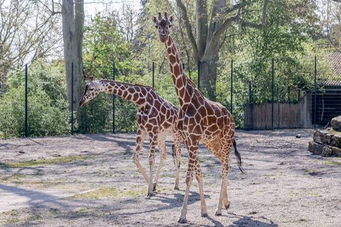 Die aus dem Kölner Zoo gekommenen Netzgiraffen-Kühe Sala (l) und Nyiri (r) gehen durch die Außenanlage der Wilhelma