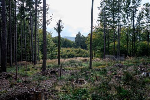 Blick in einen Wald